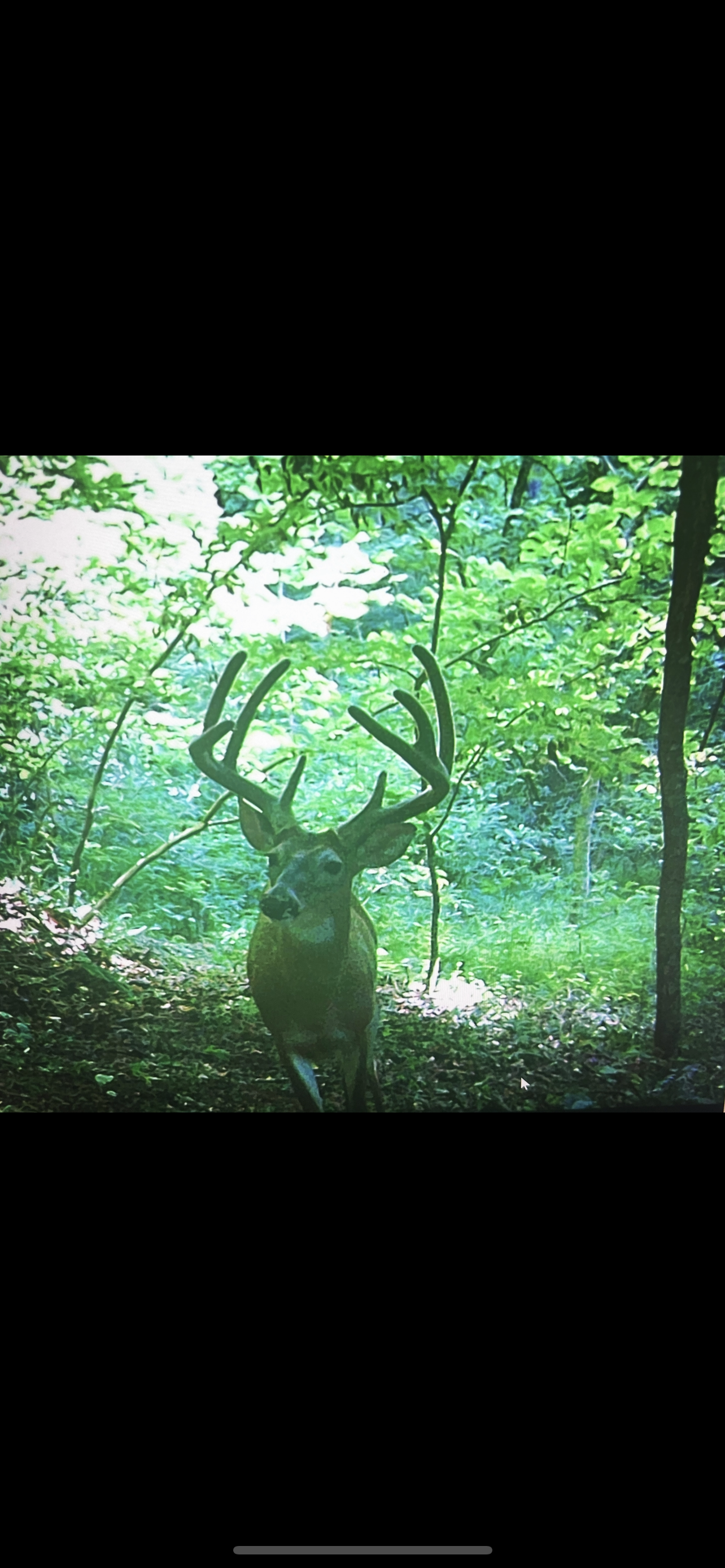 Redbillies-Outdoors-trail-camera-with-an-eight-point-buck-looking-at-the-camera